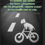Aracely Arámbula Instagram – PORFAVOR RESPETEMOS LA VIDA DE LOS ANIMALES 🙏🏻 SI VES ALGUNO QUE CORRA PELIGRO EN LA CARRETERA AYÚDALO PUEDES SER SU UNICA OPORTUNIDAD DE SALVACIÓN 🙏🏻♥️🐶 Y NO AL MALTRATO ANIMAL 🙏🏻 NO LOS ATROPELLEN 🙏🏻🙏🏻🙏🏻🙏🏻😢😞☹️ A ESTOS SERES MARAVILLOSO QIE SOLO VIENEN A DAR AM♥️R 🙏🏻🐶♥️🙏🏻 #porunmundomejor