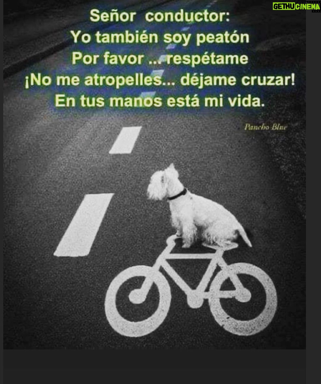 Aracely Arรกmbula Instagram - PORFAVOR RESPETEMOS LA VIDA DE LOS ANIMALES ๐๐ป SI VES ALGUNO QUE CORRA PELIGRO EN LA CARRETERA AYรDALO PUEDES SER SU UNICA OPORTUNIDAD DE SALVACIรN ๐๐ปโฅ๏ธ๐ถ Y NO AL MALTRATO ANIMAL ๐๐ป NO LOS ATROPELLEN ๐๐ป๐๐ป๐๐ป๐๐ป๐ข๐โน๏ธ A ESTOS SERES MARAVILLOSO QIE SOLO VIENEN A DAR AMโฅ๏ธR ๐๐ป๐ถโฅ๏ธ๐๐ป #porunmundomejor