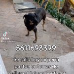 Aracely Arámbula Instagram – Se llama Bimi su dueña está muy triste porfavor ayudemos a que Bimi regrese a casa 🔜 🙏🙏🙏🙏🫶🐶