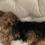 Aracely Arámbula Instagram - Todos los días son días para celebrar la vida de estos seres ÚNICOS, LEALES LLENOS DE LUZ Y AMOR PURO !!! Gracias a mis 7 peques y a mi hermosa Nala que adoptamos y rescatamos de la calle gracias a @ivannavamx ella es una reina enorme y preciosa y aquí el video de la última perrita rescatada que ya está atendida de su patita una más para @perrisimoamor que sigamos creciendo en AMOR y en consideración y conciencia para el cuidado de estos animalitos rescatar y curar y buscar un hogar no es tarea fácil pero el AMOR Y dedicación curan 🙏🏻♥️🐶 y claro la invitación a todos para apoyar porque se necesita un mundo con más conciencia y con el gran valor de respetar a los animales y obviamente a todo el mundo a las personas claro 👌🏻👍🏻pero comencemos por ellos🐶🐱🐷🐒🐸🦊🐯🦁🐰🐨🐻‍❄️🐔🐣🦅🦆🦋🐞🐝🐌🦉🐶🐱 un corazón generoso hacia estos seres de AMOR siempre será un mejor ser humano 🙏🏻♥️🐶 sigamos salvando vidas 🙏🏻🙏🏻🙏🏻♥️♥️♥️♥️♥️♥️♥️