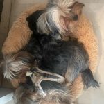 Aracely Arámbula Instagram - Todos los días son días para celebrar la vida de estos seres ÚNICOS, LEALES LLENOS DE LUZ Y AMOR PURO !!! Gracias a mis 7 peques y a mi hermosa Nala que adoptamos y rescatamos de la calle gracias a @ivannavamx ella es una reina enorme y preciosa y aquí el video de la última perrita rescatada que ya está atendida de su patita una más para @perrisimoamor que sigamos creciendo en AMOR y en consideración y conciencia para el cuidado de estos animalitos rescatar y curar y buscar un hogar no es tarea fácil pero el AMOR Y dedicación curan 🙏🏻♥️🐶 y claro la invitación a todos para apoyar porque se necesita un mundo con más conciencia y con el gran valor de respetar a los animales y obviamente a todo el mundo a las personas claro 👌🏻👍🏻pero comencemos por ellos🐶🐱🐷🐒🐸🦊🐯🦁🐰🐨🐻‍❄️🐔🐣🦅🦆🦋🐞🐝🐌🦉🐶🐱 un corazón generoso hacia estos seres de AMOR siempre será un mejor ser humano 🙏🏻♥️🐶 sigamos salvando vidas 🙏🏻🙏🏻🙏🏻♥️♥️♥️♥️♥️♥️♥️