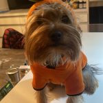 Aracely Arámbula Instagram - Todos los días son días para celebrar la vida de estos seres ÚNICOS, LEALES LLENOS DE LUZ Y AMOR PURO !!! Gracias a mis 7 peques y a mi hermosa Nala que adoptamos y rescatamos de la calle gracias a @ivannavamx ella es una reina enorme y preciosa y aquí el video de la última perrita rescatada que ya está atendida de su patita una más para @perrisimoamor que sigamos creciendo en AMOR y en consideración y conciencia para el cuidado de estos animalitos rescatar y curar y buscar un hogar no es tarea fácil pero el AMOR Y dedicación curan 🙏🏻♥️🐶 y claro la invitación a todos para apoyar porque se necesita un mundo con más conciencia y con el gran valor de respetar a los animales y obviamente a todo el mundo a las personas claro 👌🏻👍🏻pero comencemos por ellos🐶🐱🐷🐒🐸🦊🐯🦁🐰🐨🐻‍❄️🐔🐣🦅🦆🦋🐞🐝🐌🦉🐶🐱 un corazón generoso hacia estos seres de AMOR siempre será un mejor ser humano 🙏🏻♥️🐶 sigamos salvando vidas 🙏🏻🙏🏻🙏🏻♥️♥️♥️♥️♥️♥️♥️