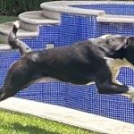 Aracely Arámbula Instagram – El 11 de julio cumplió un año q Nalita llego a nuestras vidas y hoy es una perrita muy amada y Feliz @ivannavamx rescato a su mami y a sus hermanos y les consiguió hogar a casi todos solo  dos de las hermanitas de Nala siguen en espera de hogar por si están interesados escríbanle a Iván adoptar un perrito es maravilloso cambiarle la vida a estos seres de AMOR que son extraordinarios AMAMOS a nuestra  Nala vino a darle más color a nuestras vidas y a compartir con sus demás hermanitos de cariño Bruno Mush MariToña , Lulu , Osi , Luna y Roqui y otro de mis rescatados Luka 🐕 😅✌🏻😍♥️🐶♥️ El AMOR se multiplica Asi Que mi ArAfamilia perruna aquí recordando cuando Nalita llegó a vivir con nosotros ahora creció y nos hace muy FELIZ !!! Gracias @edgarfernandoerv y @juanfraa_alvarez por hablarme de Ivan y descubrir a mi Nalita 😍🐶♥️ me enamoré desde que la vi 😍 Abrazos y recuerden #Adoptanocompres esterilizar  es un acto de amor ♥️🙏🏻 siempre con profesionales 👍🏻🐕🐶♥️ NO AL MALTRATO ANIMAL 🙌🏻 y ayuda cada vez que puedas 🙏🏻 enseñemos a las nuevas generaciones a respetar la vida de los animales 🙏🏻🐶♥️🐕