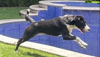 Aracely Arámbula Instagram - El 11 de julio cumplió un año q Nalita llego a nuestras vidas y hoy es una perrita muy amada y Feliz @ivannavamx rescato a su mami y a sus hermanos y les consiguió hogar a casi todos solo dos de las hermanitas de Nala siguen en espera de hogar por si están interesados escríbanle a Iván adoptar un perrito es maravilloso cambiarle la vida a estos seres de AMOR que son extraordinarios AMAMOS a nuestra Nala vino a darle más color a nuestras vidas y a compartir con sus demás hermanitos de cariño Bruno Mush MariToña , Lulu , Osi , Luna y Roqui y otro de mis rescatados Luka 🐕 😅✌🏻😍♥️🐶♥️ El AMOR se multiplica Asi Que mi ArAfamilia perruna aquí recordando cuando Nalita llegó a vivir con nosotros ahora creció y nos hace muy FELIZ !!! Gracias @edgarfernandoerv y @juanfraa_alvarez por hablarme de Ivan y descubrir a mi Nalita 😍🐶♥️ me enamoré desde que la vi 😍 Abrazos y recuerden #Adoptanocompres esterilizar es un acto de amor ♥️🙏🏻 siempre con profesionales 👍🏻🐕🐶♥️ NO AL MALTRATO ANIMAL 🙌🏻 y ayuda cada vez que puedas 🙏🏻 enseñemos a las nuevas generaciones a respetar la vida de los animales 🙏🏻🐶♥️🐕