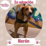 Aracely Arámbula Instagram - Mi Arafamilia bella recordarán el caso del perrito que pedimos ayuda el se encontraba en Oaxaca en una jardinera y llevaba días ahí sin moverse y sin comer abandonado. 😞🤦‍♀️ gracias @colitasfelicesdeoaxaca por acudir al llamado 🙏🏻🐶♥️ por su generosidad y humanidad para no abandonar este perrito 🙏🏻♥️🐶 se lo difícil que es cuando se tienen muchos perritos en espera de un hogar y llega otro significa gastos gracias a todos los que donaron por aportar y ayudar, todo suma 🙏🏻🐶 gracias al dr Cristian por siempre ayudar y atenderlos, a todos ustedes porque juntos podemos mejorar vidas, después de todo el proceso de ayuda ahora viene lo más difícil conseguirle un hogar a Nerón una familia que lo adopte y lo ame como el se merece recuerden que los perritos son los los mejores y grandes amigos de la vida y de nuestros días por eso es muy importante entregarlos en hogares responsables donde siempre los amen y respeten su Vida 🐶🙏🏻 me ayudan a compartir y a buscarle un gran hogar en Oaxaca o en otra ciudad en que estén dispuestos adoptar a este peludito hermoso llamado Nerón 👌🏻🐶🙏🏻 juntos podemos 👌🏻se suman 🙏🏻?