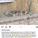 Aracely Arámbula Instagram - Ayuda urgente Porfavor en #Oaxaca aquí viene el teléfono de la persona encargada de reportar este caso Porfavor rescatistas de Oaxaca y a mi queridísima #Arafamilia de allá Porfavor ayúdenos ayudar a este perito 🙏🏻🙏🏻🙏🏻🐶❤️ @refugiodeperrostia @fundacionmilagrosnochix PORFAVOR AYUDA para esta criatura 🙏🏻🐶❤️ @lahuelladeclauditoac Porfavor quien ayude envíe foto que el perrito está bien 🙏🏻