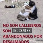Aracely Arámbula Instagram - No son callejeros son inocentes abandonados por gente sin compasión ni amor 🙌🏻 paremos esto y seamos más empaticos con estos seres amorosos que no tienen voz, siempre he sido protectora de animales pero a parir de ahora verán seguido información sobre ellos y sobre adopciones ( No compres adopta si tienes la capacidad de Cuidarlos amarlos y tratarlos con respeto son seres maravillosos que solo dan AMOR 🙏🏻 respetemos la Vida de los animales 🐶🐱 de todos 👍🏻 AMAR CURA gracias por hacer esta gran labor @edgarfernandoerv @ivannavamx @amorsinraza @adoptaamor_perruno @adoptanocompres 👌🏻✅🙏🏻♥️ gracias por tanto trabajo 🙏🏻👍🏻 el mensaje que queremos dar es que seamos muy concientes 🙌🏻 NO AL ABANDONÓ ( no los dejes a su suerte por que muchos son atropellados 😞 si no los puedes cuidar ayúdalos a tener un buen hogar que si los protejan ( NO SEAMOS INSENSIBLES A ESTA SITUACIÓN ayudemos esterilizando a nuestras mascotas y ayudemos a los perritos de la calle, dar una mano de ayuda siempre fortalece el corazón ♥️ esta semana mientras filmaba me traje conmigo 3 perritos de diferentes lugares por que van y los abandonan 😞😢 los 3 están enfermos y ya están atendidos en una veterinaria 👌🏻👍🏻♥️ sería de gran ayuda inculcar el valor del respeto, amor y cuidado a los animales a nuestros hijos y a las nuevas generaciones 🙏🏻✨ la cultura del Amor y protección hacia ellos y no al abandono por qué sufren PORFAVOR todos los que amamos a estos seres hermosos y amorosos ayúdenme a darles voz los invito apoyar en campaña de esterilización y concientizacion 🙏🏻 vacunación gracias @enriquevargasdelv por siempre apoyar en el momento que lo necesitamos gracias. 👍🏻 así invitó a todos y a nuestra gobernadora de mi querida tierra @marucamposchih 🙏🏻 y a los que se quieran sumar ayudarme a darles VOZ 🙏🏻🐶🐱♥️ Feliz noche y que reine La Paz 🙌🏻👍🏻✨✨✨✨✨✨✨