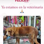 Aracely Arámbula Instagram - Se logró 🙏🏻🐶❤️ gracias @colitasfelicesdeoaxaca por ir a rescatar a este perrito con la ayuda de Karlita para llevarlo a la veterinaria y a @amorsinraza ppr reportarlo 🙏🏻🐶❤️ ahora ya está atendido por el dr Cristian y estará internado y con todas las atenciones para su recuperación se necesitará ayuda porque hay muchos perritos descatados mi #Arafamilia lo ayudamos ? Nos echan una patita 🐾 🐶❤️🙏🏻