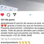 Aracely Arámbula Instagram - Se logró 🙏🏻🐶❤️ gracias @colitasfelicesdeoaxaca por ir a rescatar a este perrito con la ayuda de Karlita para llevarlo a la veterinaria y a @amorsinraza ppr reportarlo 🙏🏻🐶❤️ ahora ya está atendido por el dr Cristian y estará internado y con todas las atenciones para su recuperación se necesitará ayuda porque hay muchos perritos descatados mi #Arafamilia lo ayudamos ? Nos echan una patita 🐾 🐶❤️🙏🏻