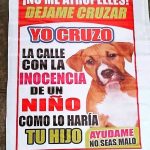 Aracely Arámbula Instagram – ✨🙏✨ PORFAVOR SEÑORES CONDUCTORES TENGAN MAS EMPATÍA Y PORFAVOR RESPETEMOS LA VIDA ANIMAL TIENEN DERECHO A LA VIDA Y A UNA VIDA DIGNA ✨🙏✨🐶🐱🐮🐷ellos y mas 🙏✨✨✨✨✨