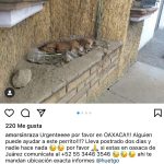 Aracely Arámbula Instagram - Ayuda urgente Porfavor en #Oaxaca aquí viene el teléfono de la persona encargada de reportar este caso Porfavor rescatistas de Oaxaca y a mi queridísima #Arafamilia de allá Porfavor ayúdenos ayudar a este perito 🙏🏻🙏🏻🙏🏻🐶❤️ @refugiodeperrostia @fundacionmilagrosnochix PORFAVOR AYUDA para esta criatura 🙏🏻🐶❤️ @lahuelladeclauditoac Porfavor quien ayude envíe foto que el perrito está bien 🙏🏻