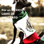 Aracely Arámbula Instagram – POR UN MEXICO LIBRE DE MALTRATO ANIMAL ✨🙏✨🇲🇽🐶🫶♥️🙌 @perrisimoamor ✨🫶✨ porque haya mayor conciencia para lograr ese respeto a la Vida de los grandes y hermosos seres que nos acompañan, los más fieles amigos ✨🙏✨🐶🫶 eduquemos con AMOR MEXICO Y EL MUNDO 🙏AMOR Y ATENCIÓN A LOS DERECHOS DE LOS ANIMALES ✨🙏✨🐶🫶♥️ @gobmexico