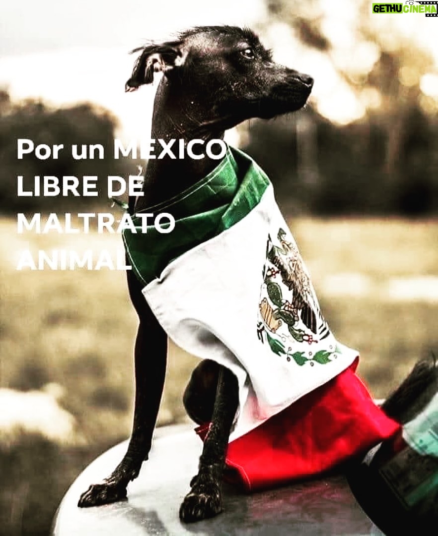 Aracely Arámbula - 50.6K Likes - POR UN MEXICO LIBRE DE MALTRATO ANIMAL ✨🙏✨🇲🇽🐶🫶♥️🙌 @perrisimoamor ✨🫶✨ porque haya mayor conciencia para lograr ese respeto a la Vida de los grandes y hermosos seres que nos acompañan, los más fieles amigos ✨🙏✨🐶🫶 eduquemos con AMOR MEXICO Y EL MUNDO 🙏AMOR Y ATENCIÓN A LOS DERECHOS DE LOS ANIMALES ✨🙏✨🐶🫶♥️ @gobmexico