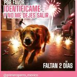 Aracely Arámbula Instagram – Solo a un día de la celebración 🎉 que lindo celebrar pero OJALÁ 🤞 Que la gente tuviera más conciencia y no use la pirotecnia 🤦‍♀️ si no podemos con esa tradición y con la falta de conciencia que tanto mal les hace  a nuestros peluditos PORFAVOR NO DEJEMOS DE RESGUARDARLOS BIEN 🙏✨AYÚDARLOS  y protéjerlos dentro  de casa ✨🙏✨🐶🫶 y NO OLVIDEN ALGO MUY IMPORTANTE !!! PONERLES SU PLACA CON TELÉFONO PORQUE LUEGO SUFEN AL NO ENCONTRARLOS ✨🙏✨🐶🐶🐶🐶 pero lo ideal es que los resguarden y los cubran de esos ruidos que los asustan ✨✨✨🙏🙏🙏🙏✨✨✨🐶🐶🐶🐶🐶🫶 PORFAVOR PROTEJE A TUS MASCOTAS DE LA PIROTECNIA 🎆 ✨✨✨🙏🙏🙏🙏🙏🙏🙏🙏🙏🙏✨🫶🐶🐶🐶🐶🐶🐶🐶🐶😽😽😽😽😽😽y más 🫶✨✨✨✨✨✨✨✨✨✨✨✨✨✨✨✨✨✨