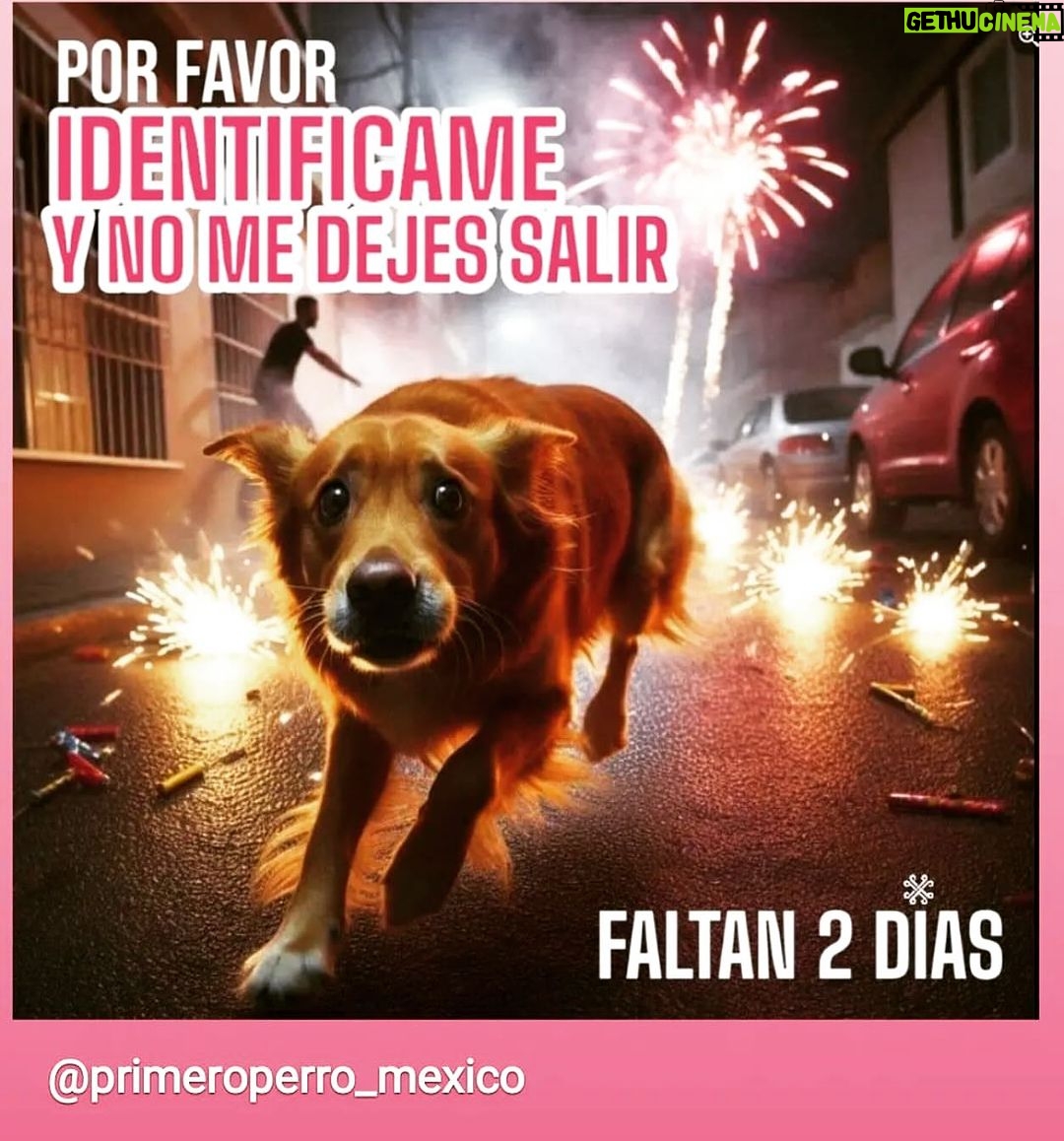 Aracely Arámbula Instagram - Solo a un día de la celebración 🎉 que lindo celebrar pero OJALÁ 🤞 Que la gente tuviera más conciencia y no use la pirotecnia 🤦♀️ si no podemos con esa tradición y con la falta de conciencia que tanto mal les hace a nuestros peluditos PORFAVOR NO DEJEMOS DE RESGUARDARLOS BIEN 🙏✨AYÚDARLOS y protéjerlos dentro de casa ✨🙏✨🐶🫶 y NO OLVIDEN ALGO MUY IMPORTANTE !!! PONERLES SU PLACA CON TELÉFONO PORQUE LUEGO SUFEN AL NO ENCONTRARLOS ✨🙏✨🐶🐶🐶🐶 pero lo ideal es que los resguarden y los cubran de esos ruidos que los asustan ✨✨✨🙏🙏🙏🙏✨✨✨🐶🐶🐶🐶🐶🫶 PORFAVOR PROTEJE A TUS MASCOTAS DE LA PIROTECNIA 🎆 ✨✨✨🙏🙏🙏🙏🙏🙏🙏🙏🙏🙏✨🫶🐶🐶🐶🐶🐶🐶🐶🐶😽😽😽😽😽😽y más 🫶✨✨✨✨✨✨✨✨✨✨✨✨✨✨✨✨✨✨
