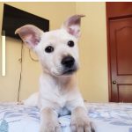Aracely Arámbula Instagram – Aurorita en adopción informes con @mayitasinraza ✨🙏✨♥️