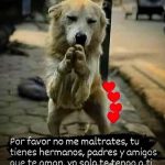 Aracely Arámbula Instagram – NO AL MALTRATO ANIMAL !!!!