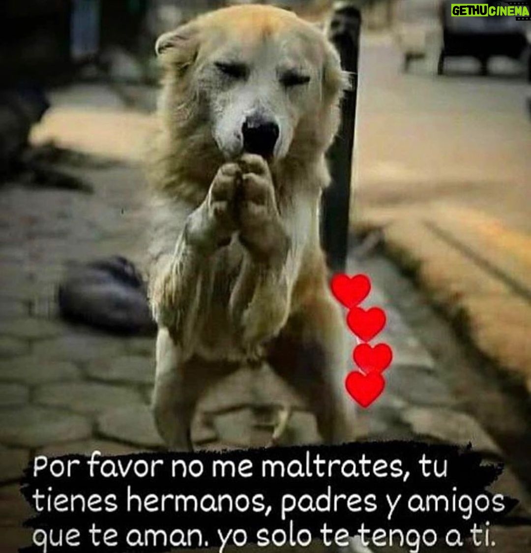 Aracely Arámbula Instagram - NO AL MALTRATO ANIMAL !!!!