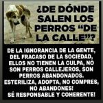Aracely Arámbula Instagram - Asi la realidad 🐶🙌 edúquemos a las nuevas generaciones q respetar la vida ANIMAL ✨🙏✨🐶♥️ CUIDÉMOS A ESTOS SERES DE AMOR 🫶