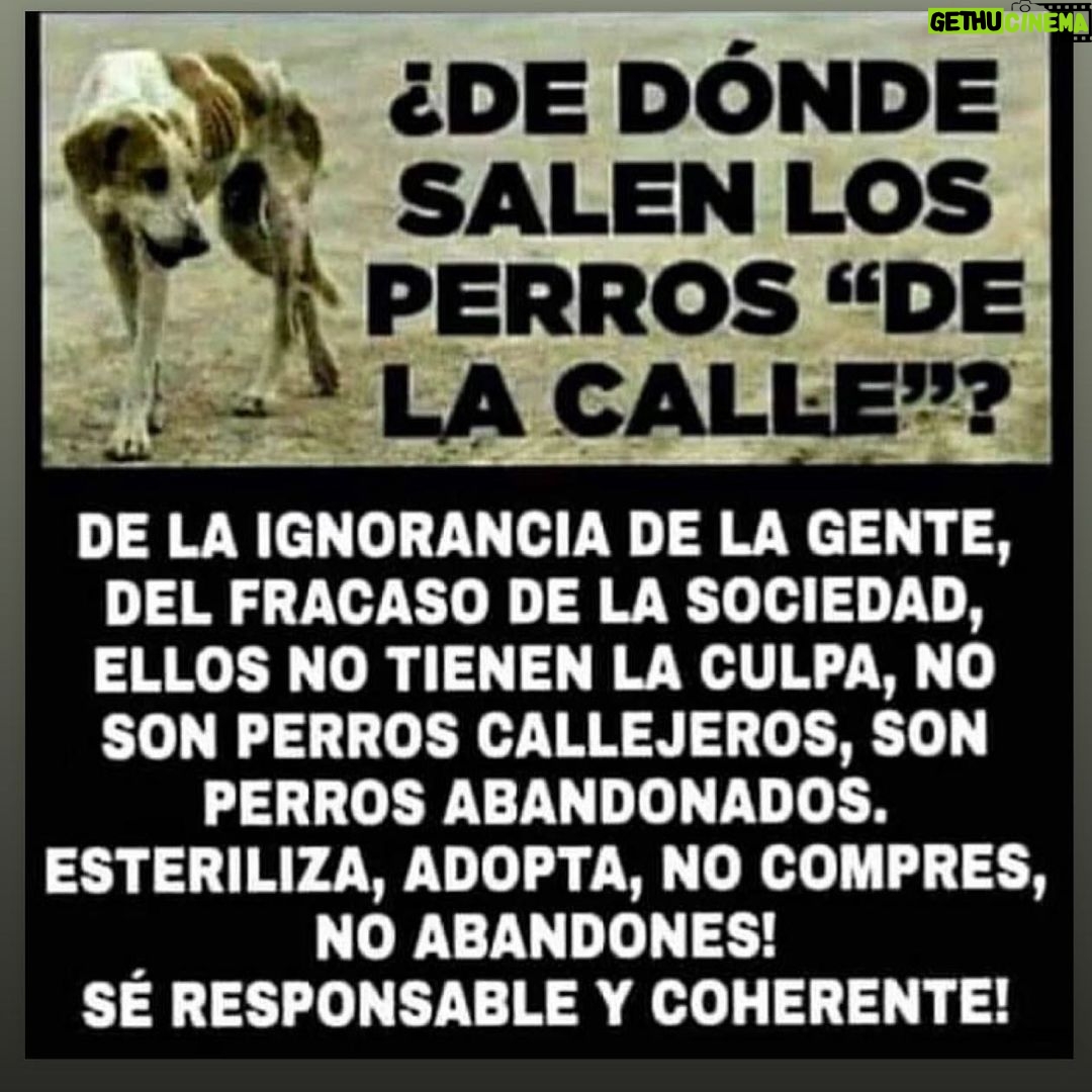Aracely Arámbula Instagram - Asi la realidad 🐶🙌 edúquemos a las nuevas generaciones q respetar la vida ANIMAL ✨🙏✨🐶♥️ CUIDÉMOS A ESTOS SERES DE AMOR 🫶