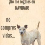 Aracely Arámbula Instagram – No compres vidas mejor salva una y si en tus manos está salvar a varias nunca lo dudes contagiemos de bondad a este mundo de empatía y bienestar para estos seres de luz que no tienen voz 🙏 mucha  generosidad para la humanidad y más cariño para estos seres de AMOR incondicional de verdad ✨🙏✨🫶🐶😽 AMEMOS MÁS Y PROTEJAMOS 🙏🫶 NO LOS ABANDONES NO ÑOS MALTRATES SON SERES QUE SIENTEN EL DOLOR🙏🙏🙏. Y son seres que te pueden AMAR más que nadie RESPETA LA VIDA HUMANA Y LA VIDA ANIMAL 🙏✨ Cuando conozcas  este lenguaje de amor perruno entenderas  porque nunca más los dejarás de ayudar es entender la belleza de la Vida ,  AYUDA RESCATA Y SALVA VIDAS ✨🐶😽🫶🫶 Y si hoy tienes la oportunidad de alimentar a perritos en la calle nunca lo dudes hazlo se te regresará en bendiciones ✨🙏🎄🫶🐶🫶😽✨ QUE TENGAN UNA FELIZ NOCHE BUENA Y MAÑANA UNA MUY FELIZ NAVIDAD 🎄 🎂🎁🫶✨🎈✨que el gran regalo sea la conciencia para ser mejores personas , la generosidad y el don de ayudar al mundo, a la gente y a estos seres de AMOR 😻 Y EN ESPECIAL QUE REINE LA SALUD LA ARMONÍA Y SOBRETODO LA PAZ !!! Y MUCHAS ALEGRÍAS SIEMPRE INFINITAS BENDICIONES PARA TODOS !!! ✨🙏✨🫶🐶🫶😽✨🎄🎁🎈🎉 FELIZ NAVIDAD MI #AAFAMILIA HEMOSA LOS AMO !!!!
