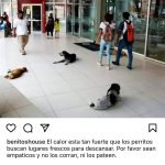 Aracely Arámbula Instagram – Hace tanto calor PORFAVOR piensen en los animales hay que ser generosos  no los corran ellos necesitan resguardo para sus patitas 🐾 sombra y lugar fresco el piso está ardiendo y necesitan hidratarse denles de beber agua no se le niega a nadie ✨🙏✨🐶♥️ PORFAVOR seamos más generosos y empaticos como dice mi querido @benitoshouse 👍🐶 mas AMOR A LOS ANIMALES ✨🙏✨🐶♥️🫶