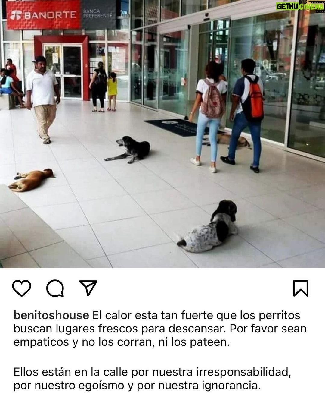 Aracely Arámbula Instagram - Hace tanto calor PORFAVOR piensen en los animales hay que ser generosos no los corran ellos necesitan resguardo para sus patitas 🐾 sombra y lugar fresco el piso está ardiendo y necesitan hidratarse denles de beber agua no se le niega a nadie ✨🙏✨🐶♥️ PORFAVOR seamos más generosos y empaticos como dice mi querido @benitoshouse 👍🐶 mas AMOR A LOS ANIMALES ✨🙏✨🐶♥️🫶