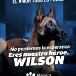 Aracely Arámbula Instagram – Gracias a este perrito Wilson fueron rescatados unos niños y ahora el se perdió en la selva oremos para que aparezca y para que no dejen de buscarlo ✨🙏✨🫶🐶♥️