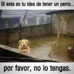 Aracely Arámbula Instagram – Más Amor y generosidad para nuestros fieles amigos ✨🙏✨🐶♥️✨🫶 seguimos luchando por sus derechos y mi misión es darles VOZ ✨🐶🫶 hagamos una sola fuerza en pro de ellos !!! @edgarfernandoerv @ivannavamx @arturoislasallende @amorsinraza @eljardindehomero @brigadadevigilanciaanimal @_letyvarela @patitas.grises @primeroperro_mexico @perrisimoamor @adoptamundi @tania_karam_oficial