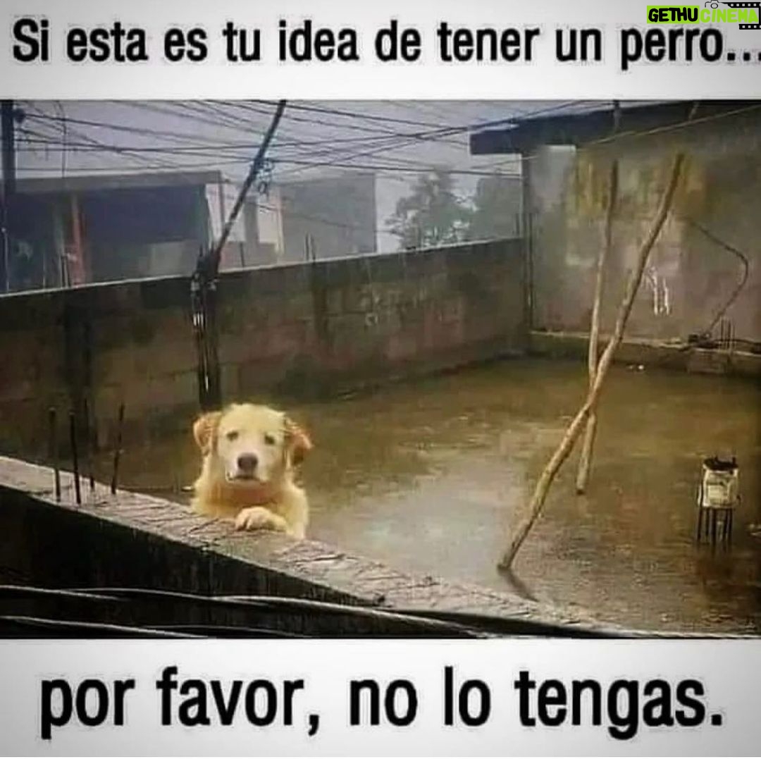 Aracely Arámbula - 46K Likes - Más Amor y generosidad para nuestros fieles amigos ✨🙏✨🐶♥️✨🫶 seguimos luchando por sus derechos y mi misión es darles VOZ ✨🐶🫶 hagamos una sola fuerza en pro de ellos !!! @edgarfernandoerv @ivannavamx @arturoislasallende @amorsinraza @eljardindehomero @brigadadevigilanciaanimal @_letyvarela @patitas.grises @primeroperro_mexico @perrisimoamor @adoptamundi @tania_karam_oficial