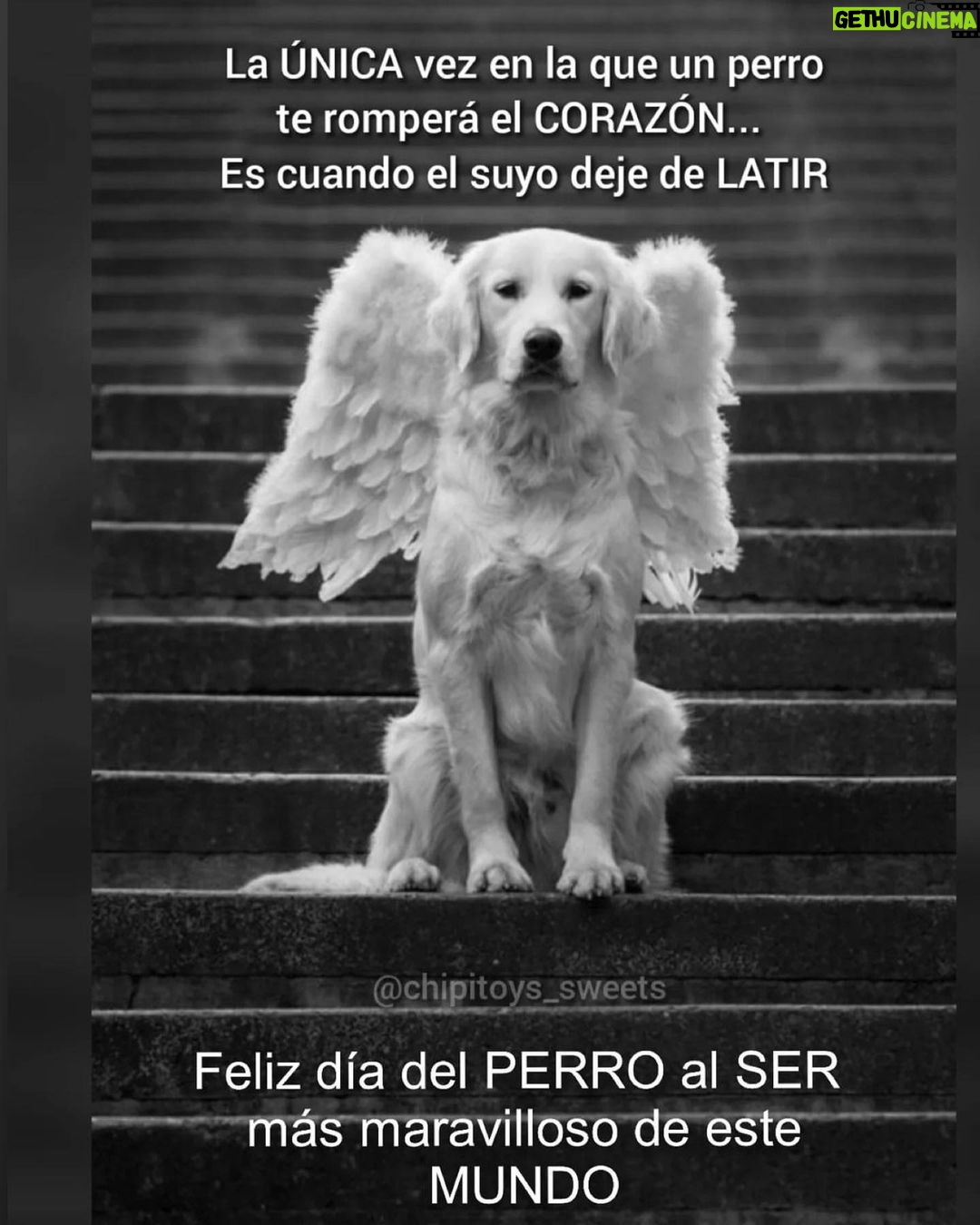 Aracely Arámbula Instagram - Respetemos la vida animal ✨🙏✨🐶♥️😸 sobretodo a estos seres maravillosos que solo saben dar Amor y lealtad ✨🐶♥️ los perritos no son de la calle son perros abandonados , no abandones a un ser de luz a su suerte ellos sienten y sufren tienen más corazón que muchos humanos ✨🙏✨🐶♥️ cuando veas a uno de estos animalitos en la calle necesitado de comida o con sed en este tiempo de calor intenso no pases de largo quizá seamos su única oportunidad para sobrevivir ✨🙏✨ comparte y se generoso nada te quita darle agua o comida y si te es posible rescatarlo hacer todo lo posible e imposible porque te llena de alegría y satisfacción cuando salvas vidas ✨🙏👍🏻🐶 hagamos que crezca el mensaje de AMOR hacia estos seres y que más personas aprendan sobretodo los niños, los jóvenes a tener mayor consideración con los que no tienen voz y hacer valer su derecho por la vida digna ✨♥️🫶🐶✨ #NOALMALTRATOANIMAL ✨🙏🙏🙏🙏🙏✨ seamos pro Vida 👍🏻✨ no tengan a sus perros en la azotea amarrados esa no es vida para un animalito ni tampoco en un terreno cuidando y sin comer al sol o a la lluvia 🫢😞☹️ seamos conciertes y hagamos que este mundo mejore 🙏👍🏻🫶 denuncia el maltrato y no calles se necesita escuchar tu voz para estos seres de amor que no la tienen 🙏🙏🙏 ✨✨✨✨✨✨✨✨✨#esterilizar #vacunar son actos de Amor sigamos ayudando ✨🙏🐶♥️🫶👍🏻✨