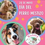 Aracely Arámbula Instagram – Hoy y todos los dos rescatemos vidas 🙏🐶🐱♥️♥️ #adoptanocompres