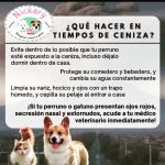Aracely Arámbula Instagram – Cuidemos a nuestras mascotas son el amor incondicional y nuestros fieles compañeros 🙏♥️🐶😺♥️🫶✨💯