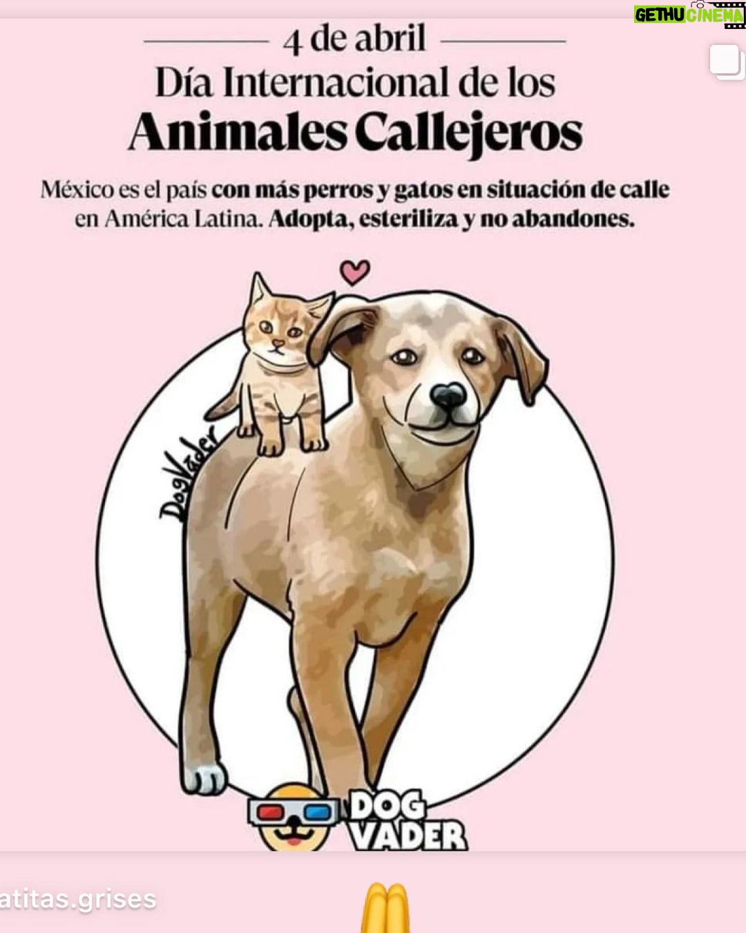 Aracely Arámbula Instagram - Mi mayor deseo es que haya más empatía y consideración para estos seres de Amor y de luz 🙏♥️💯 seres que solo saben dar lo mejor 🐶🐾 ojalá y aprendiéramos cada día mas de ellos los seres humanos 🙏♥️🐶 y ayúdemos a que no hayan perritos de la calle porque no son la calle son perros abandonados y duele el Alma verlos, cada vez que los veo en las calles o carreteras quiero llevármelos y lo he hecho a pesar de que no es fácil porque ha sido de Madrugada y grabando nada impide hacerlo por el amor tan grande que siento por ellos todavía tengo 5 perritos en pensión desde hace vi años porque no han sido adoptados 🥲 y es muy triste pero no voy a parar de luchar y darles VOZ 🙏🐶♥️ para darles un buen hogar y familia aunque no sea fácil hay veces que por más que les buscamos es muy complicado ojalá que las personas cambian esa mentalidad de que los perros tienen q vivir mal o vivir afuera cuando son mejores que muchas personas leales , fieles, cariñosos guardianes y dan todo por uno 🙏♥️🐶 tu que me lees y entiendes este leguaje de AMOR hacia estos seres sabrás porque lo digo 🙏♥️🐶 invito a todos ustedes mi #Arafamilia bella ayudarlos si ven alguno en la calle no se pasen de largo no sabemos cuantos días tenga sin comer 🙏🙏🙏 no seamos indiferentes al maltrato y a esa vida no digamos vida de perro porque eso debe de cambiar ADOPTA NO COMPRES y tendrás una recompensa hermosa de por vida y compañía de lo mejor !!! Esteriliza que es un acto de AMOR 🙏 proteger cuidar y vacunar si no puedes adoptar ayuda algún perrito o gatito de tu colonia con comida agua y con vacunas para que no se enferme ponte en sus patitas 🐾 🙏 QUIEN AMA A LOS ANIMALES ES UN GRAN GRAN SER HUMANO !!!! Luchemos por un mundo mejor para nuestros hijos !!!!!! 🙏🙏🙏🙏🙏♥️🐶🐾
