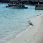 Archen Aydin Instagram - Maldives 🌊 Anantara Veli Maldives Resort