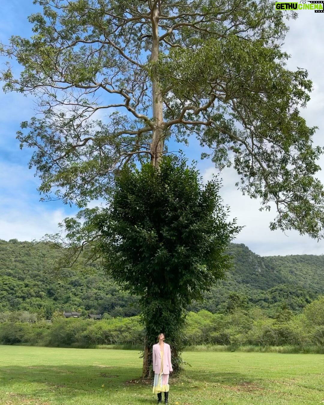 Arikanta Mahapreukpong Instagram - 🌳🙏🏻🌳