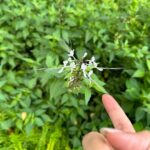 Arikanta Mahapreukpong Instagram - 💐 for you in white