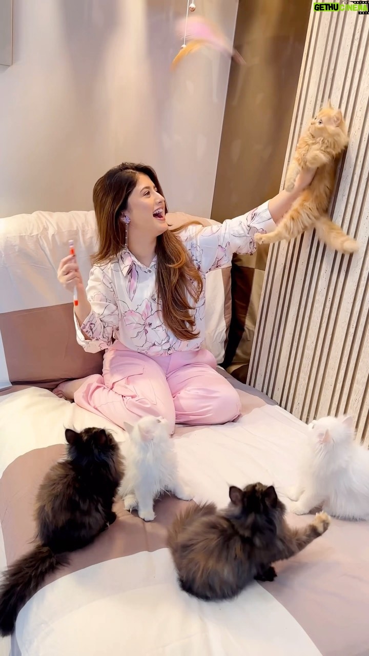 Arishfa Khan Instagram - Happy 3 months my babies❤️🐾🪐 Itni jaldi jaldi bade mat ho please🥺 #arishfapets #cats