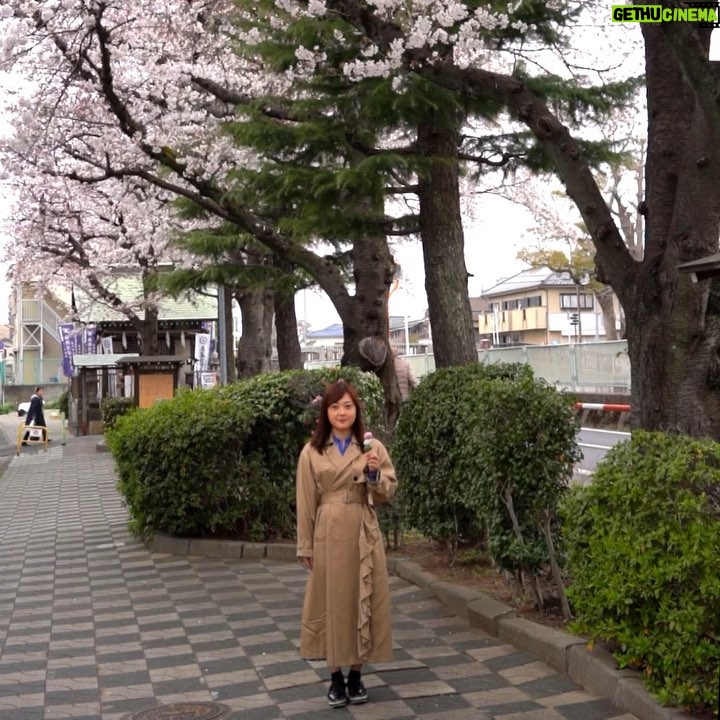 Asami Miura Instagram - ... #食リポ放棄団子 #花より団子 小学生のころからずっと見てきた、 桜並木です。 撮影:弟