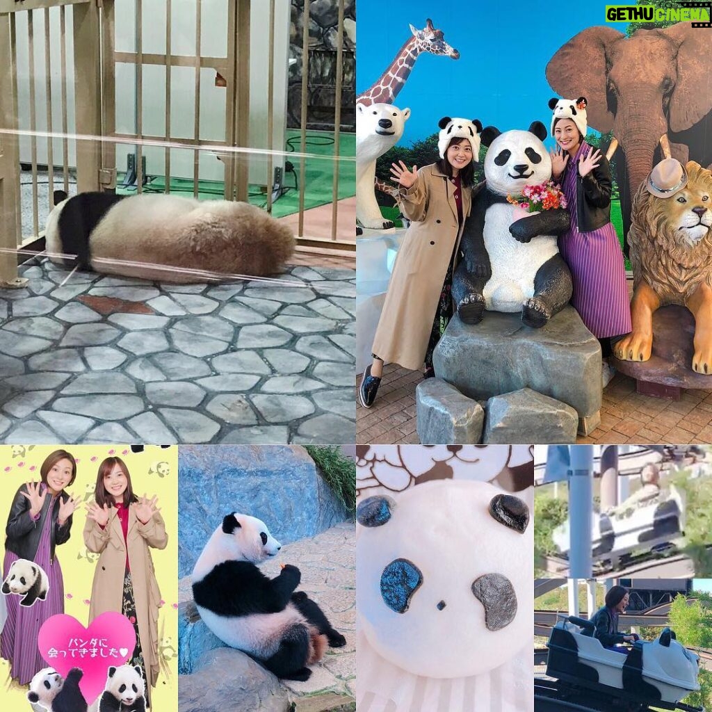 Asami Miura Instagram - ... パンダの赤ちゃん見たことありますか⁇ わたしたちは‥ 見られませんでした♡ #ミトク旅 #パンダパンダパンダパンダパンダパンダ #和歌山