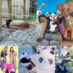 Asami Miura Instagram – …
パンダの赤ちゃん見たことありますか⁇
わたしたちは‥
見られませんでした♡

#ミトク旅
#パンダパンダパンダパンダパンダパンダ
#和歌山