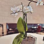 Aseel Hameem Instagram - عيدكم مبارك وعساكم من عواده 🩵 Hamad International Airport