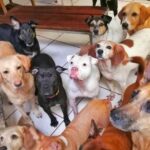August Maturo Instagram - Many of you are participating in the #bettywhitechallenge today, so I wanted to make a suggestion of a shelter that could REALLY use your $5.00 donation! 🙏🙏🙏  @animalloverescue  center in Costa Rica has reached out to me because they need urgent help! Animal Love Rescue center is a non-profit no-kill charitable shelter that takes care of 450 dogs and 350 cats, in addition to sheep, goats, geese, ducks, horses, and others (1200 animals in total). Most of them came to the center after being mistreated, wounded, paralyzed, or abandoned, scroll for pics - (The 1st pic is my dog Sailor Moon, a rescue we adopted.) If it weren’t for shelters, so many animals would never find homes or the care they need. The rescue center was funded by the hotel “Lands in love”, which stopped receiving guests from the middle of March 2020 as a result of the COVID-19 world crisis. That means that they have no funds to keep the shelter running and their dogs and cats and the rest of the animals are at risk of getting to the point of starvation and eventually of being released to the streets. Making matters even worse, for the past month huge number of cats and dogs  have been abandoned in their center every day and because of the lack of room in their center for them, they are living currently in the office, garages, and toilets. Check the link for donations in their bio @animalloverescue (there will also be a link in my bio) and please help 1200 animals survive! Sailor says thanks in advance 🐶