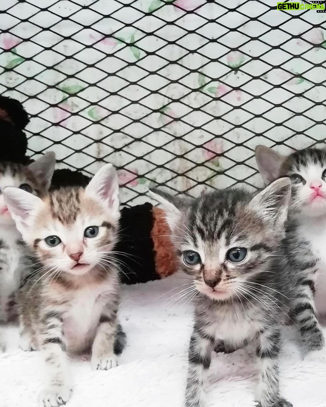 August Maturo Instagram - Many of you are participating in the #bettywhitechallenge today, so I wanted to make a suggestion of a shelter that could REALLY use your $5.00 donation! ššš Ā @animalloverescueĀ center in Costa Rica has reached out to me because they need urgent help! Animal Love Rescue center is a non-profit no-kill charitable shelter that takes care of 450 dogsĀ and 350 cats, in addition to sheep, goats, geese, ducks, horses, and others (1200 animals in total). Most of them came to the center after being mistreated, wounded, paralyzed, or abandoned, scroll for pics - (The 1st pic is my dog Sailor Moon, a rescue we adopted.) If it werenāt for shelters, so many animals would never find homes or the care they need. The rescue center was funded by the hotel āLands in loveā, whichĀ stopped receiving guestsĀ from the middle of March 2020 as a result of the COVID-19 world crisis. That means that they have no funds to keep the shelter runningĀ and their dogs and cats and the rest of the animals are at risk of getting to the point of starvation and eventually of beingĀ released to the streets. Making matters even worse, for the past month huge number of cats and dogsĀ Ā have been abandoned in their center every day and because of the lack of room in their center for them, they are living currently in the office, garages, and toilets. Check the link forĀ donationsĀ in their bioĀ @animalloverescueĀ (there will also be a link in my bio) and please help 1200 animals survive! Sailor says thanks in advance š¶