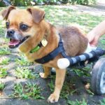 August Maturo Instagram - Many of you are participating in the #bettywhitechallenge today, so I wanted to make a suggestion of a shelter that could REALLY use your $5.00 donation! 🙏🙏🙏  @animalloverescue  center in Costa Rica has reached out to me because they need urgent help! Animal Love Rescue center is a non-profit no-kill charitable shelter that takes care of 450 dogs and 350 cats, in addition to sheep, goats, geese, ducks, horses, and others (1200 animals in total). Most of them came to the center after being mistreated, wounded, paralyzed, or abandoned, scroll for pics - (The 1st pic is my dog Sailor Moon, a rescue we adopted.) If it weren’t for shelters, so many animals would never find homes or the care they need. The rescue center was funded by the hotel “Lands in love”, which stopped receiving guests from the middle of March 2020 as a result of the COVID-19 world crisis. That means that they have no funds to keep the shelter running and their dogs and cats and the rest of the animals are at risk of getting to the point of starvation and eventually of being released to the streets. Making matters even worse, for the past month huge number of cats and dogs  have been abandoned in their center every day and because of the lack of room in their center for them, they are living currently in the office, garages, and toilets. Check the link for donations in their bio @animalloverescue (there will also be a link in my bio) and please help 1200 animals survive! Sailor says thanks in advance 🐶
