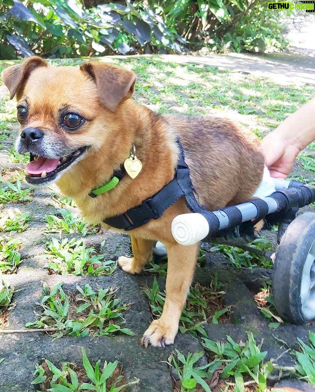 August Maturo Instagram - Many of you are participating in the #bettywhitechallenge today, so I wanted to make a suggestion of a shelter that could REALLY use your $5.00 donation! ššš Ā @animalloverescueĀ center in Costa Rica has reached out to me because they need urgent help! Animal Love Rescue center is a non-profit no-kill charitable shelter that takes care of 450 dogsĀ and 350 cats, in addition to sheep, goats, geese, ducks, horses, and others (1200 animals in total). Most of them came to the center after being mistreated, wounded, paralyzed, or abandoned, scroll for pics - (The 1st pic is my dog Sailor Moon, a rescue we adopted.) If it werenāt for shelters, so many animals would never find homes or the care they need. The rescue center was funded by the hotel āLands in loveā, whichĀ stopped receiving guestsĀ from the middle of March 2020 as a result of the COVID-19 world crisis. That means that they have no funds to keep the shelter runningĀ and their dogs and cats and the rest of the animals are at risk of getting to the point of starvation and eventually of beingĀ released to the streets. Making matters even worse, for the past month huge number of cats and dogsĀ Ā have been abandoned in their center every day and because of the lack of room in their center for them, they are living currently in the office, garages, and toilets. Check the link forĀ donationsĀ in their bioĀ @animalloverescueĀ (there will also be a link in my bio) and please help 1200 animals survive! Sailor says thanks in advance š¶