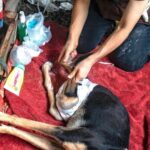 August Maturo Instagram - Many of you are participating in the #bettywhitechallenge today, so I wanted to make a suggestion of a shelter that could REALLY use your $5.00 donation! 🙏🙏🙏  @animalloverescue  center in Costa Rica has reached out to me because they need urgent help! Animal Love Rescue center is a non-profit no-kill charitable shelter that takes care of 450 dogs and 350 cats, in addition to sheep, goats, geese, ducks, horses, and others (1200 animals in total). Most of them came to the center after being mistreated, wounded, paralyzed, or abandoned, scroll for pics - (The 1st pic is my dog Sailor Moon, a rescue we adopted.) If it weren’t for shelters, so many animals would never find homes or the care they need. The rescue center was funded by the hotel “Lands in love”, which stopped receiving guests from the middle of March 2020 as a result of the COVID-19 world crisis. That means that they have no funds to keep the shelter running and their dogs and cats and the rest of the animals are at risk of getting to the point of starvation and eventually of being released to the streets. Making matters even worse, for the past month huge number of cats and dogs  have been abandoned in their center every day and because of the lack of room in their center for them, they are living currently in the office, garages, and toilets. Check the link for donations in their bio @animalloverescue (there will also be a link in my bio) and please help 1200 animals survive! Sailor says thanks in advance 🐶