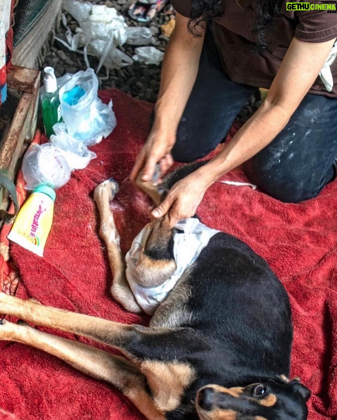 August Maturo Instagram - Many of you are participating in the #bettywhitechallenge today, so I wanted to make a suggestion of a shelter that could REALLY use your $5.00 donation! ššš Ā @animalloverescueĀ center in Costa Rica has reached out to me because they need urgent help! Animal Love Rescue center is a non-profit no-kill charitable shelter that takes care of 450 dogsĀ and 350 cats, in addition to sheep, goats, geese, ducks, horses, and others (1200 animals in total). Most of them came to the center after being mistreated, wounded, paralyzed, or abandoned, scroll for pics - (The 1st pic is my dog Sailor Moon, a rescue we adopted.) If it werenāt for shelters, so many animals would never find homes or the care they need. The rescue center was funded by the hotel āLands in loveā, whichĀ stopped receiving guestsĀ from the middle of March 2020 as a result of the COVID-19 world crisis. That means that they have no funds to keep the shelter runningĀ and their dogs and cats and the rest of the animals are at risk of getting to the point of starvation and eventually of beingĀ released to the streets. Making matters even worse, for the past month huge number of cats and dogsĀ Ā have been abandoned in their center every day and because of the lack of room in their center for them, they are living currently in the office, garages, and toilets. Check the link forĀ donationsĀ in their bioĀ @animalloverescueĀ (there will also be a link in my bio) and please help 1200 animals survive! Sailor says thanks in advance š¶