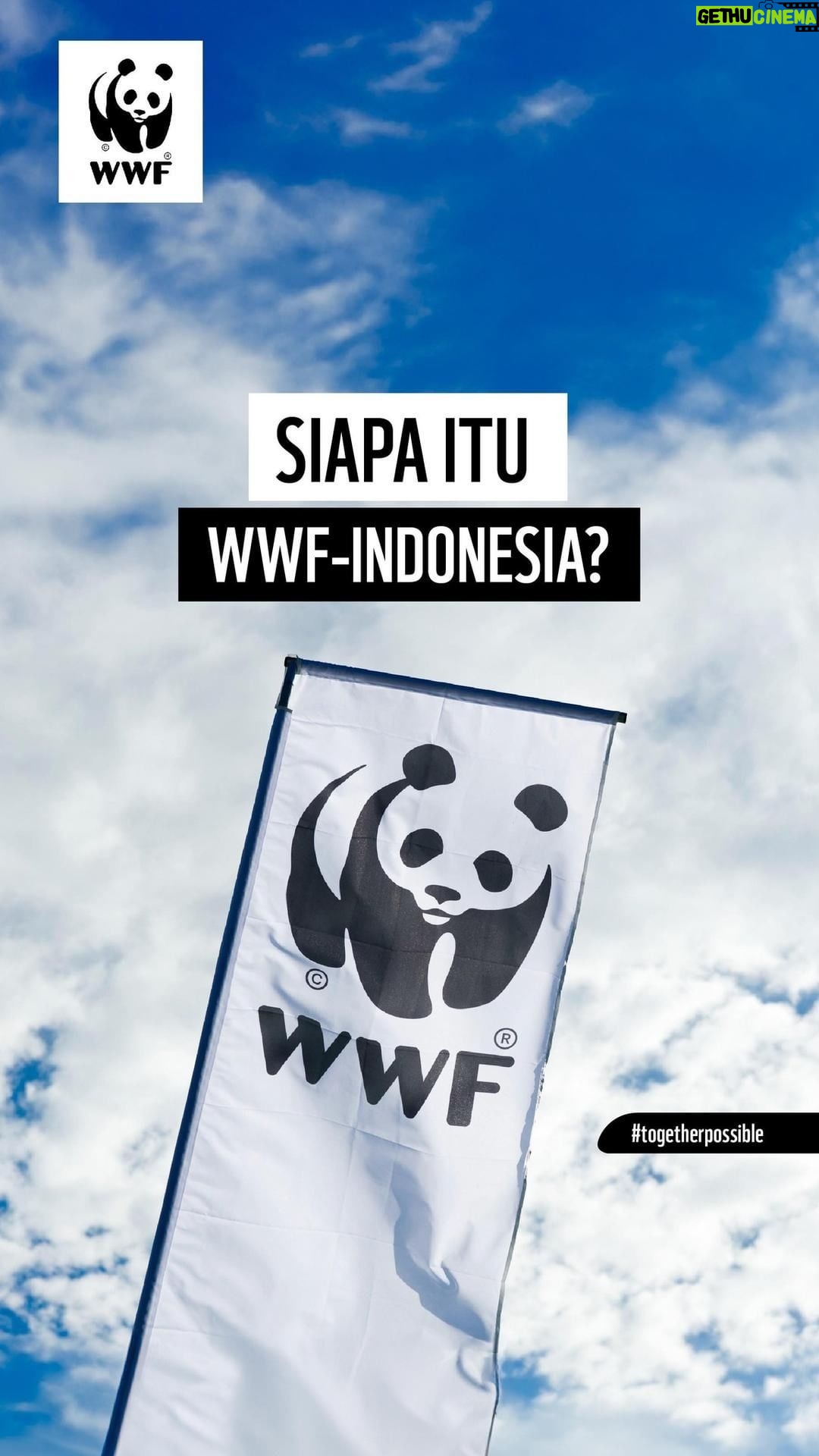Aurélie Moeremans Instagram - Kata pepatah, “Tak kenal maka tak sayang”. Maka, yuk kita kenalan lagi! 🙋♀️☝️ WWF-Indonesia bukan hanya sekadar organisasi pelindung satwa atau pelestari lingkungan. Kami melakukan banyak hal selain pelestarian satwa. Sejak 1962, kami berdiri teguh untuk mendukung Indonesia dalam menjaga keanekaragaman hayati, dengan misi membangun masa depan di mana kita semua bisa hidup selaras dengan alam. Kenali kami lebih dekat, dan jadilah bagian dari perjuangan ini! Sebelumnya, apa sih yang terlintas di pikiran kamu tentang WWF-Indonesia. Jawab di kolom komentar, ya. 😉 #WWFIndonesia #togetherpossible Indonesia Raya