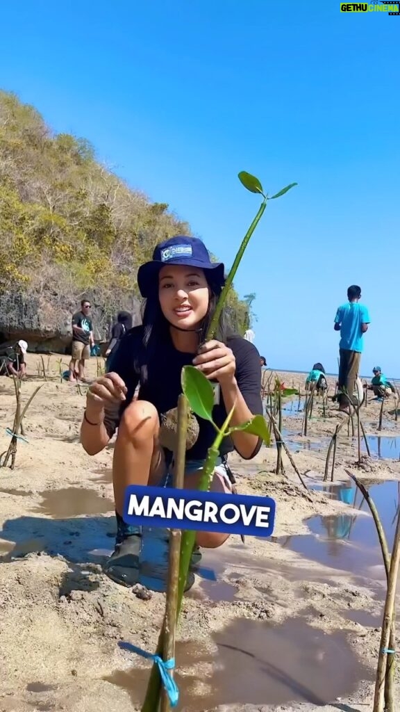 Aurélie Moeremans Instagram - Tadi aku dan yayasan @wwf_id berhasil menanam 500 mangrove di Dusun Rangko! 🌱 Gak nyesel deh menjadi MONA 🥹 ( yang belum tau MoNa itu apa, check postingan aku yang sebelumnya! )